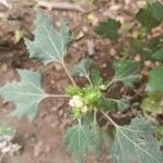 Xanthium strumariumLeaf