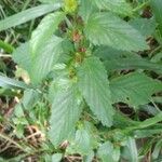 Malvastrum coromandelianum Leaf