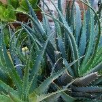 Aloe × spinosissima Hoja