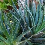 Aloe × spinosissima ᱥᱟᱠᱟᱢ