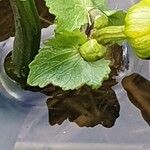 Caltha palustris Leaf