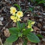 Primula elatior Hábito