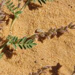 Astragalus vogelii Blad