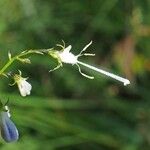 Adenophora liliifolia Blomma