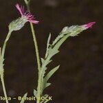 Volutaria tubuliflora Other