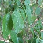 Cornus masFeuille