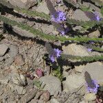 Verbena lasiostachys Yeri