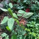 Acalypha virginica Folha