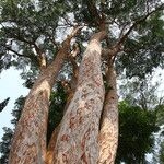 Pericopsis elata Habitat