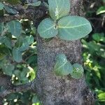 Mystroxylon aethiopicum Лист