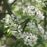 Pyrus elaeagrifolia Blodyn