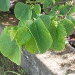 Cercis occidentalis Hostoa