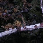 Zygia racemosa Flower