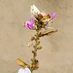 Millettia zechiana Flower
