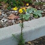 Senecio inaequidens Агульны выгляд