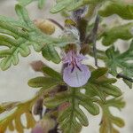 Teucrium botrysÇiçek