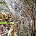 Campsis grandiflora Bark