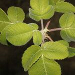 Amphipterygium simplicifolium Levél