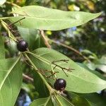 Kraussia floribunda Fruto