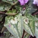 Cyclamen repandum Leaf