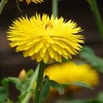 Xerochrysum bracteatum Plante entière