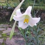 Lilium formosanum Λουλούδι