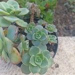 Aeonium haworthii Листок