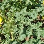 Solanum rostratum आदत