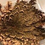 Selaginella lepidophylla (Hook. & Grev.) SpringYeri