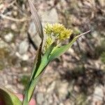 Luzula lutea Flower