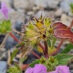 Galeopsis pyrenaica Blad