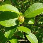 Stewartia pseudocamellia Fruit