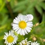 Erigeron annuus പുഷ്പം