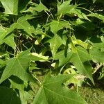 Acer truncatum Leaf