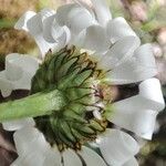 Leucanthemum adustum Blomma