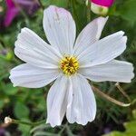 Cosmos bipinnatusFlower