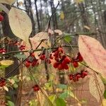 Euonymus atropurpureus Plod