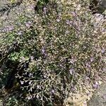 Limonium carolinianum Leaf