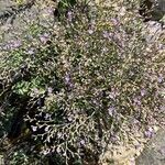 Limonium carolinianum 葉