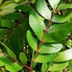 Albizia obliquifoliolata Leaf