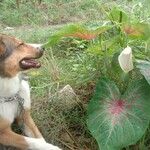 Anthurium formosum Blad