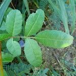 Schinus terebinthifolius Leaf