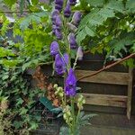 Aconitum fischeri Flor