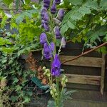 Aconitum fischeri Flors