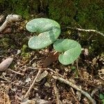 Hexastylis arifolia Leaf