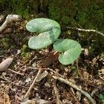 Hexastylis arifolia Lehti