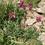 Trifolium alpinum Habitus