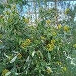 Bupleurum fruticosum 花