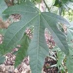 Brachychiton acerifolius Blad