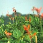 Canna indicaFlor